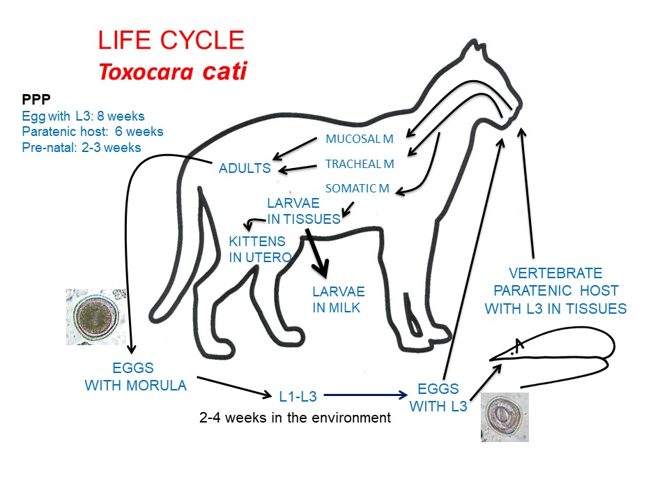 Toxocara Cati Life Cycle