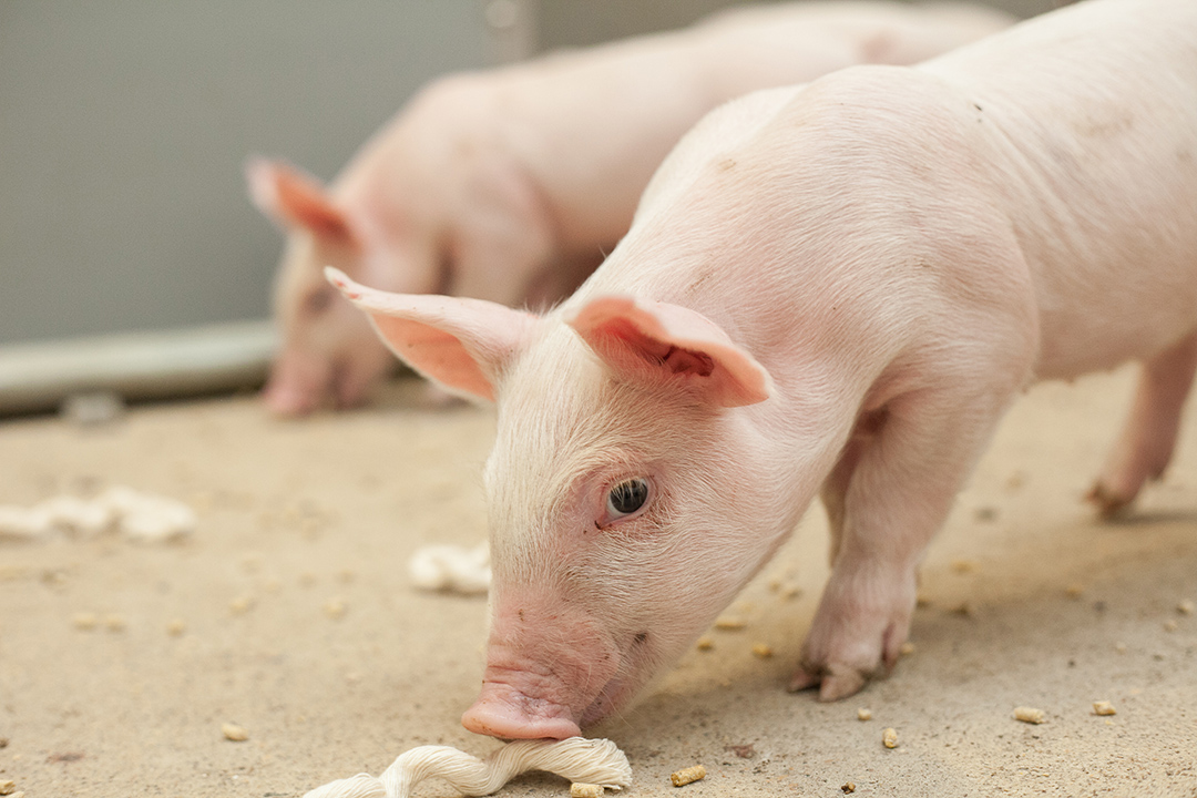Closeup of a piglet