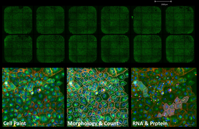 Cytocanvas