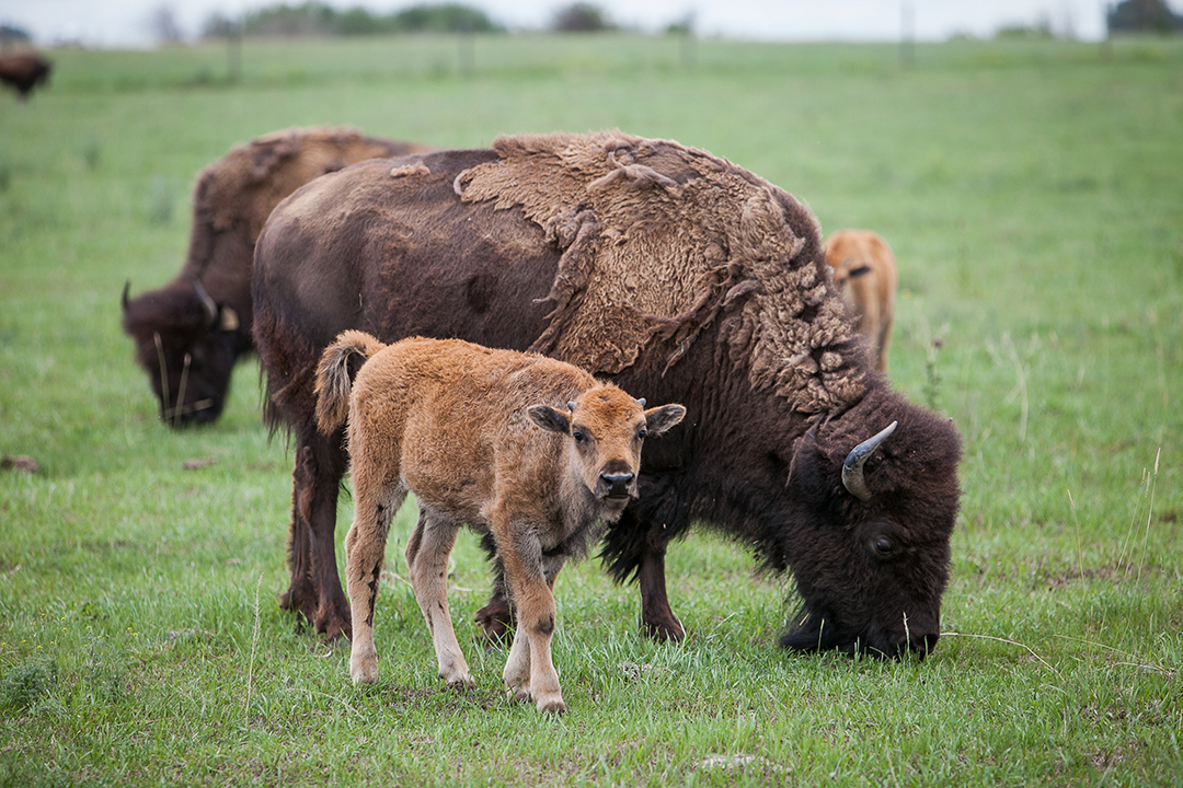 Picture of Bison Integrated Genomics (BIG) Project