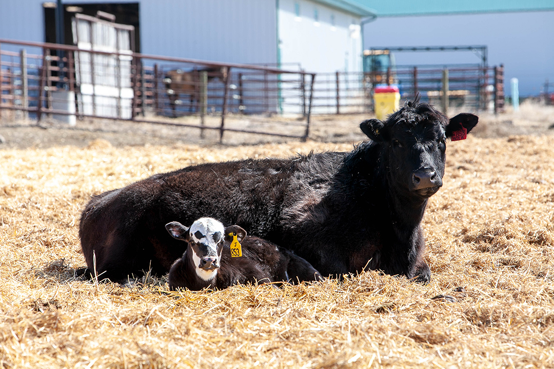 Picture of Canadian Cow-Calf Surveillance Network (C3SN)