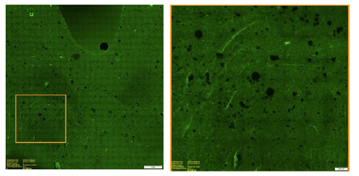 fluoresence imaging