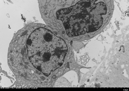 granulosa-cells