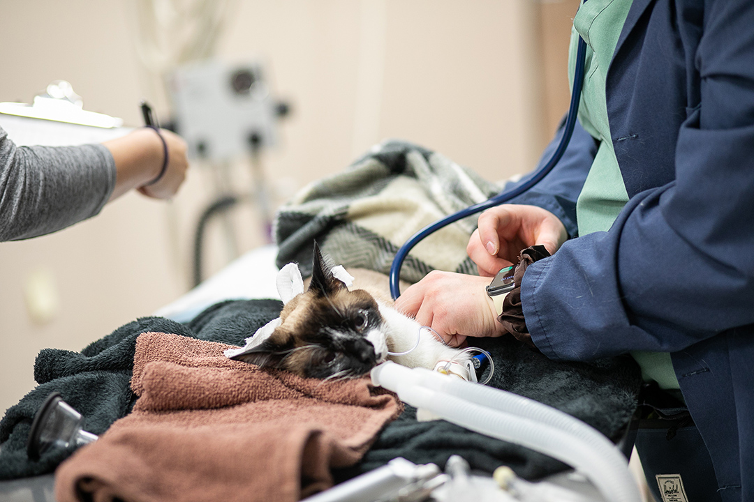 Anesthetized feline patient