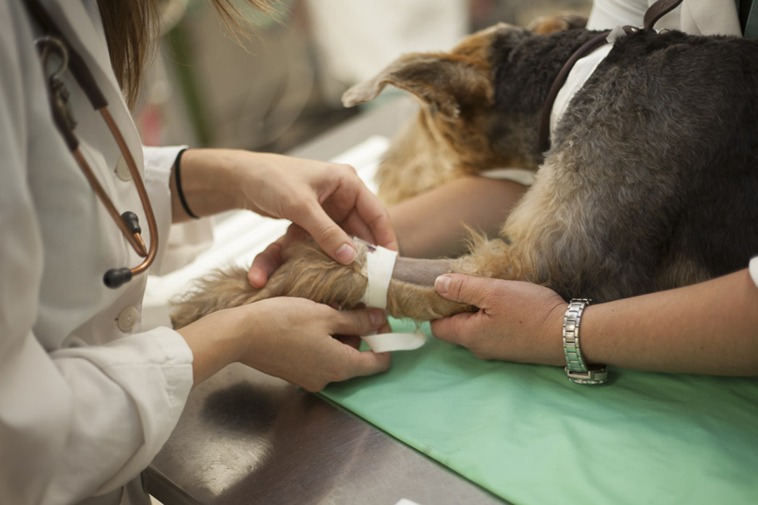 Clinical team member prepares canine patient for anesthesia