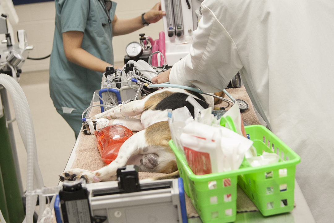 Anesthetized canine patient on surgery table