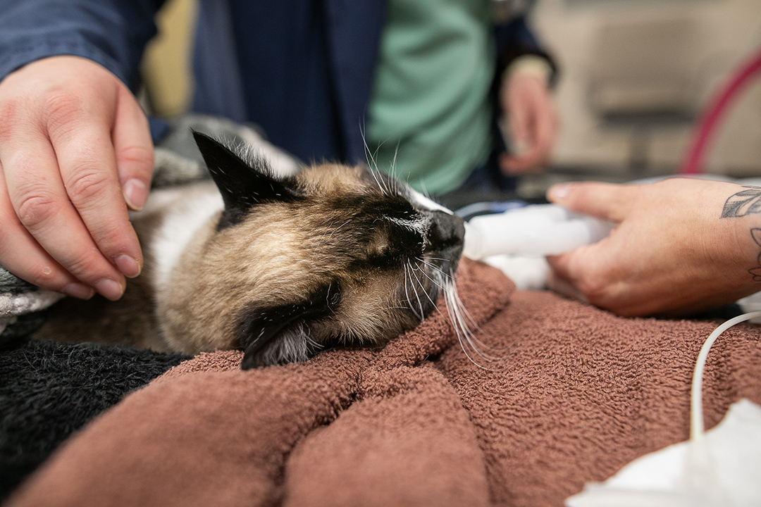 Anesthetized cat in veterinary teaching hospital