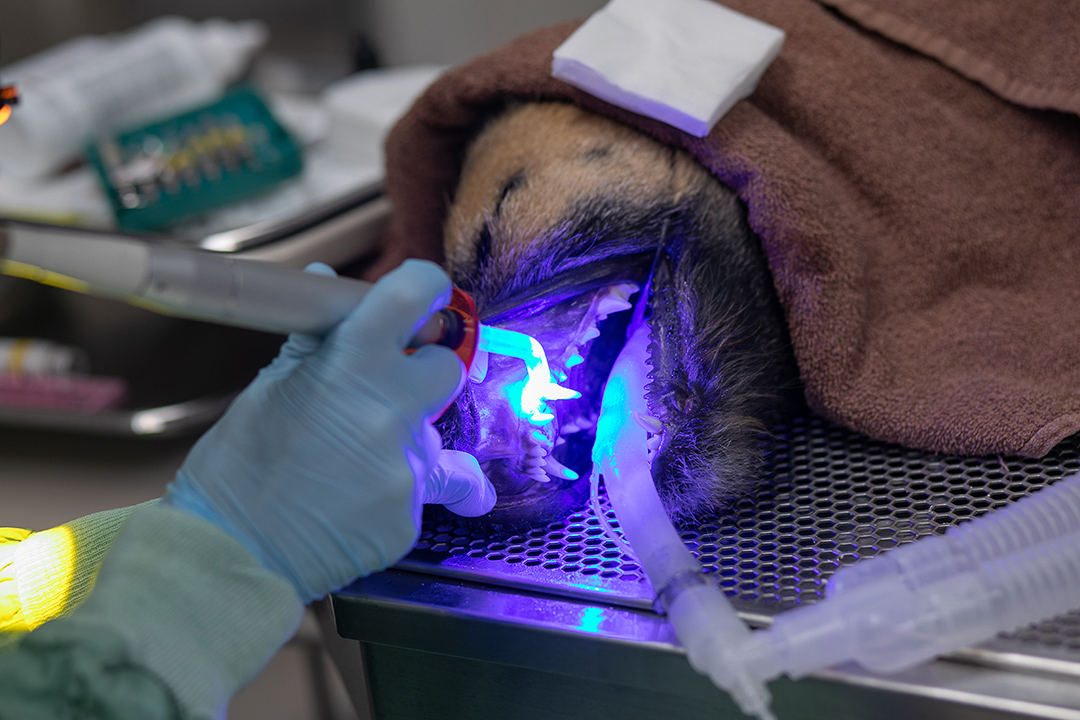 Closeup of an anesthetized dog during a dental procedure.