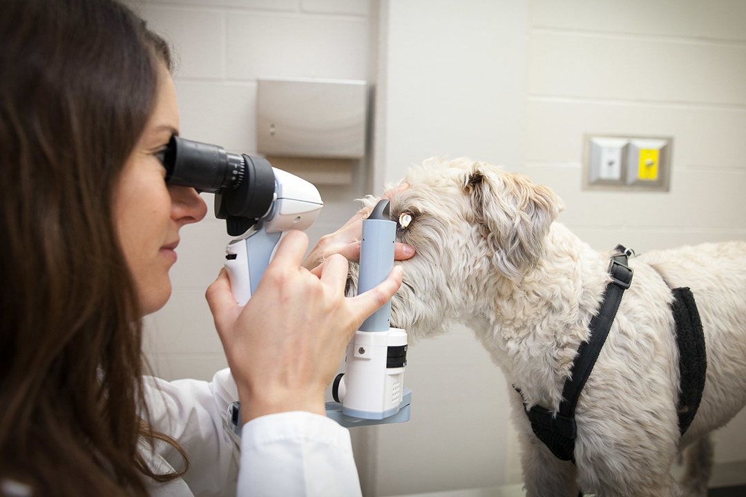 Ophthalmologist examining a dog's eye