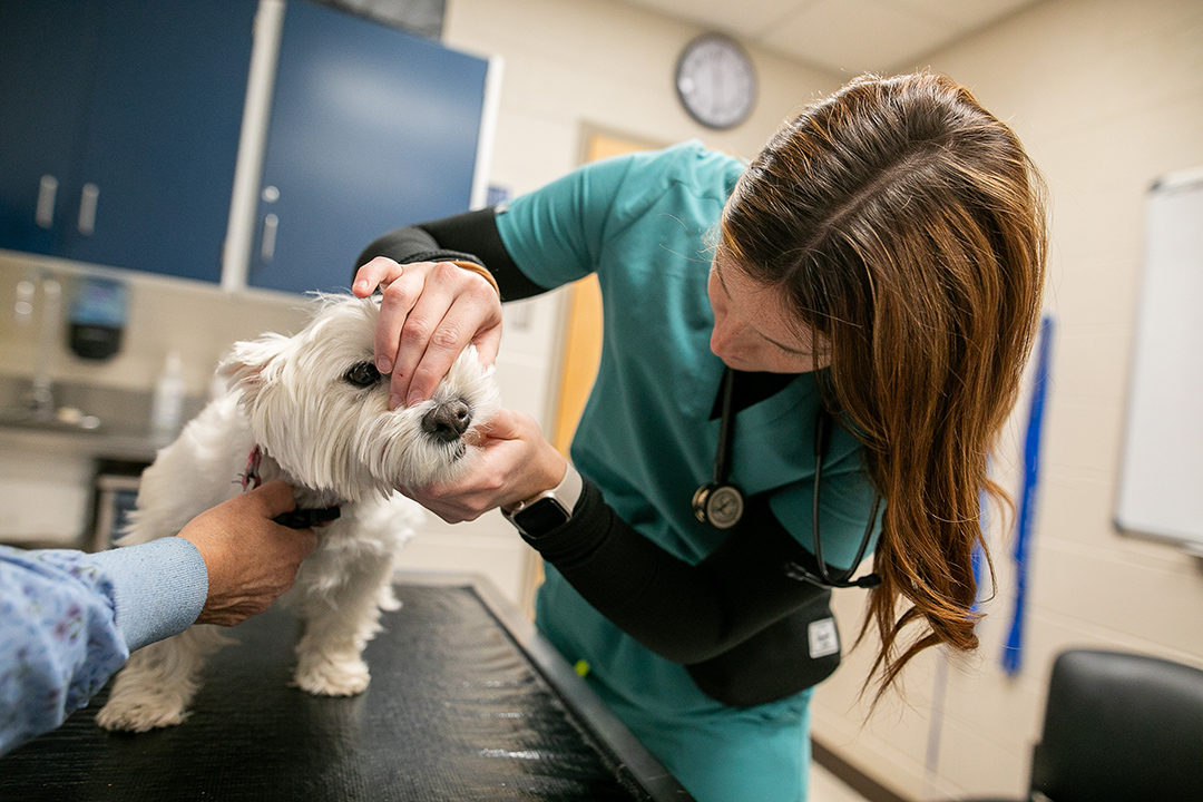 Veterinary student examines a white dog with the help of an RVT