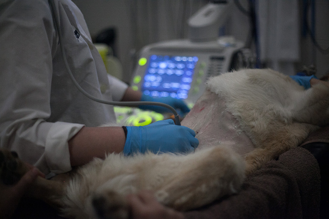 A medical imaging specialist conducts an ultrasound exam on a dog. 