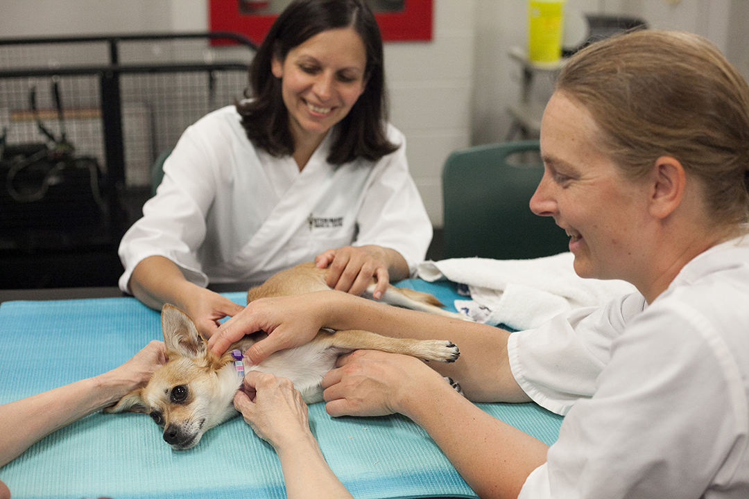 Rehabilitation team massage small dog on table
