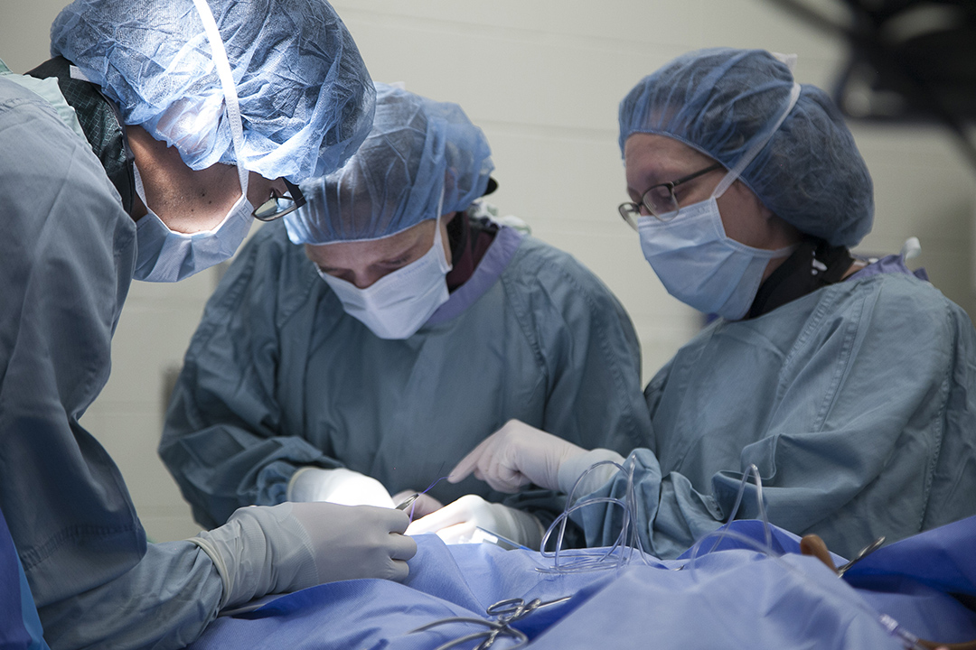 Veterinary surgeons conduct a surgical procedure on an anesthetized dog. 