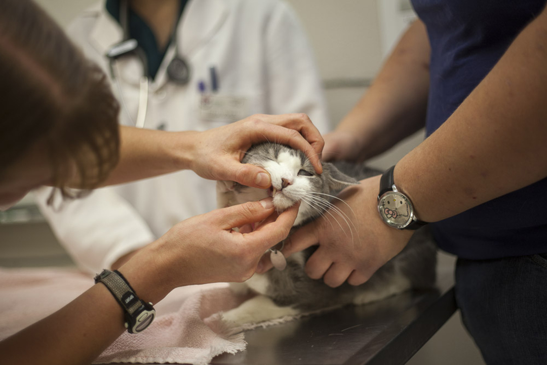 Cat undergoing exam at veterinarian