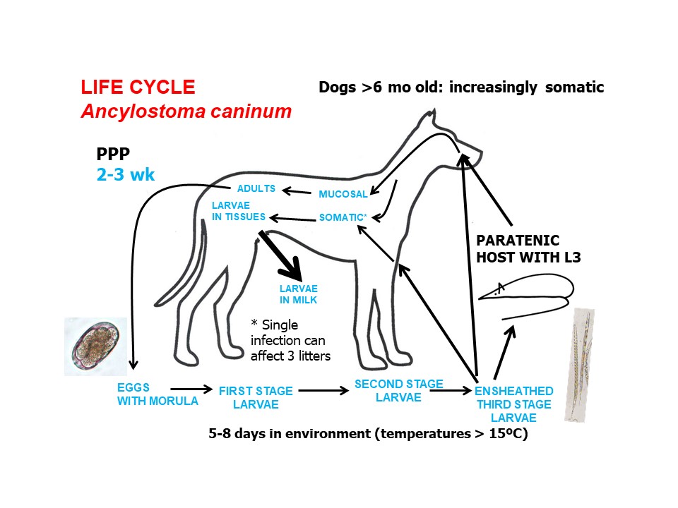 hookworm life cycle in dogs