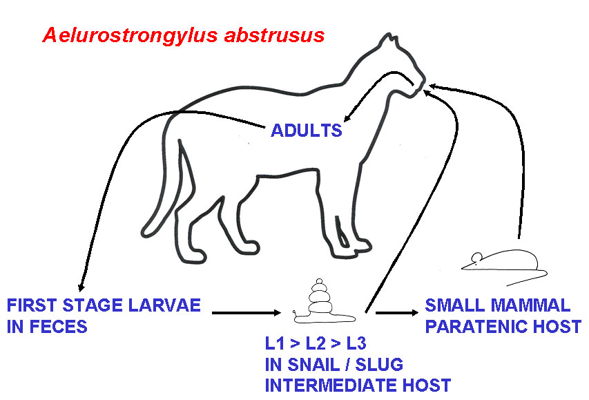 aelurostrongylus-lc.jpg