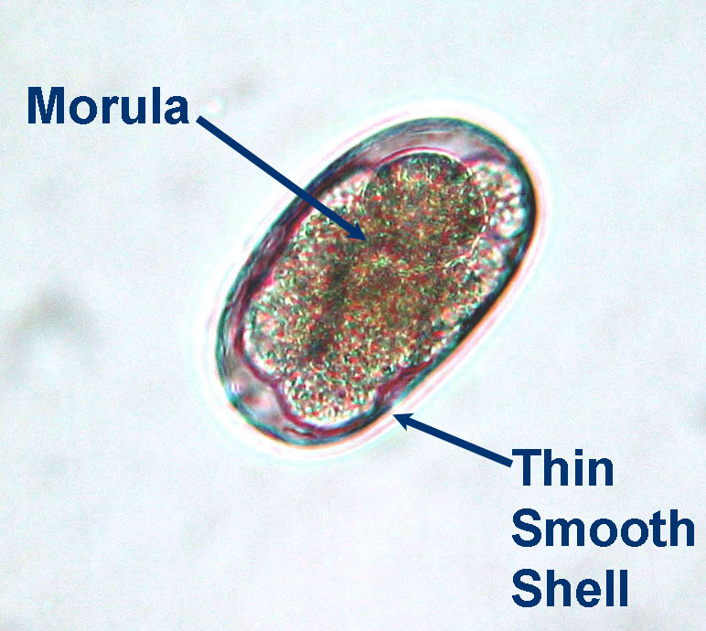 ancylostoma duodenale morphology