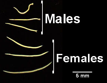 ancylostoma-gross-l.jpg