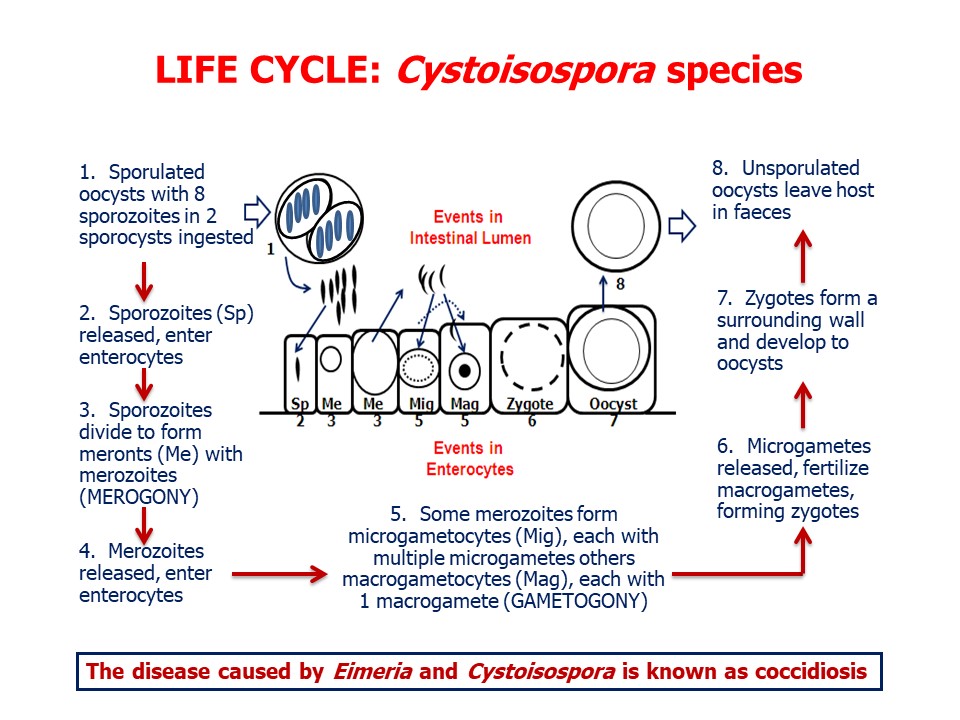 Cystoisospora development in the DH