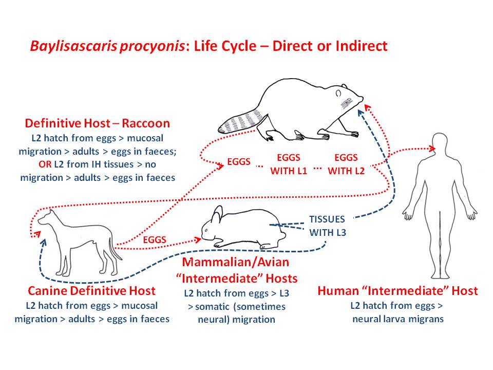 Raccoon dog deals life cycle