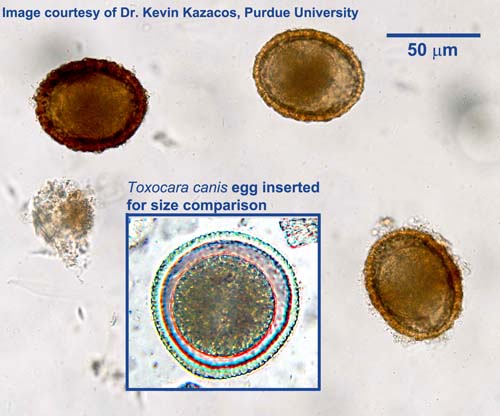 bprocyonis_eggs_t-canis-egg_s.jpg