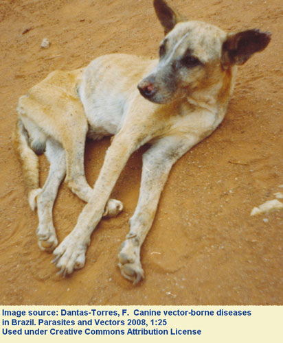 canine-visceral-leishmaniasis-p-and-v-ls-2021.jpg