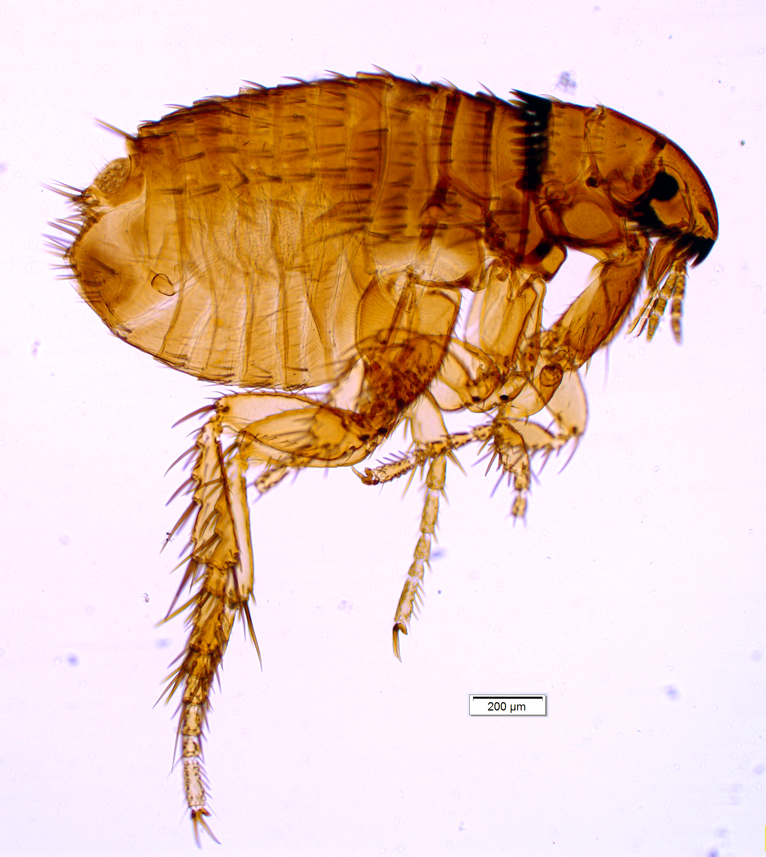 cat-flea-2.jpg