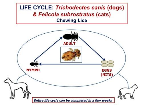 Canine lice clearance treatment