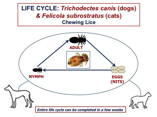 chewing-lice-lc.jpg