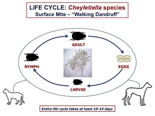 cheyletiellosis humans