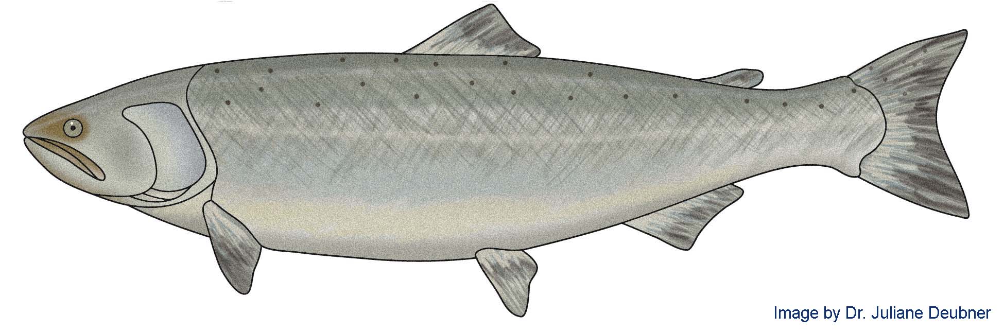 coho-salmon-2021.jpg