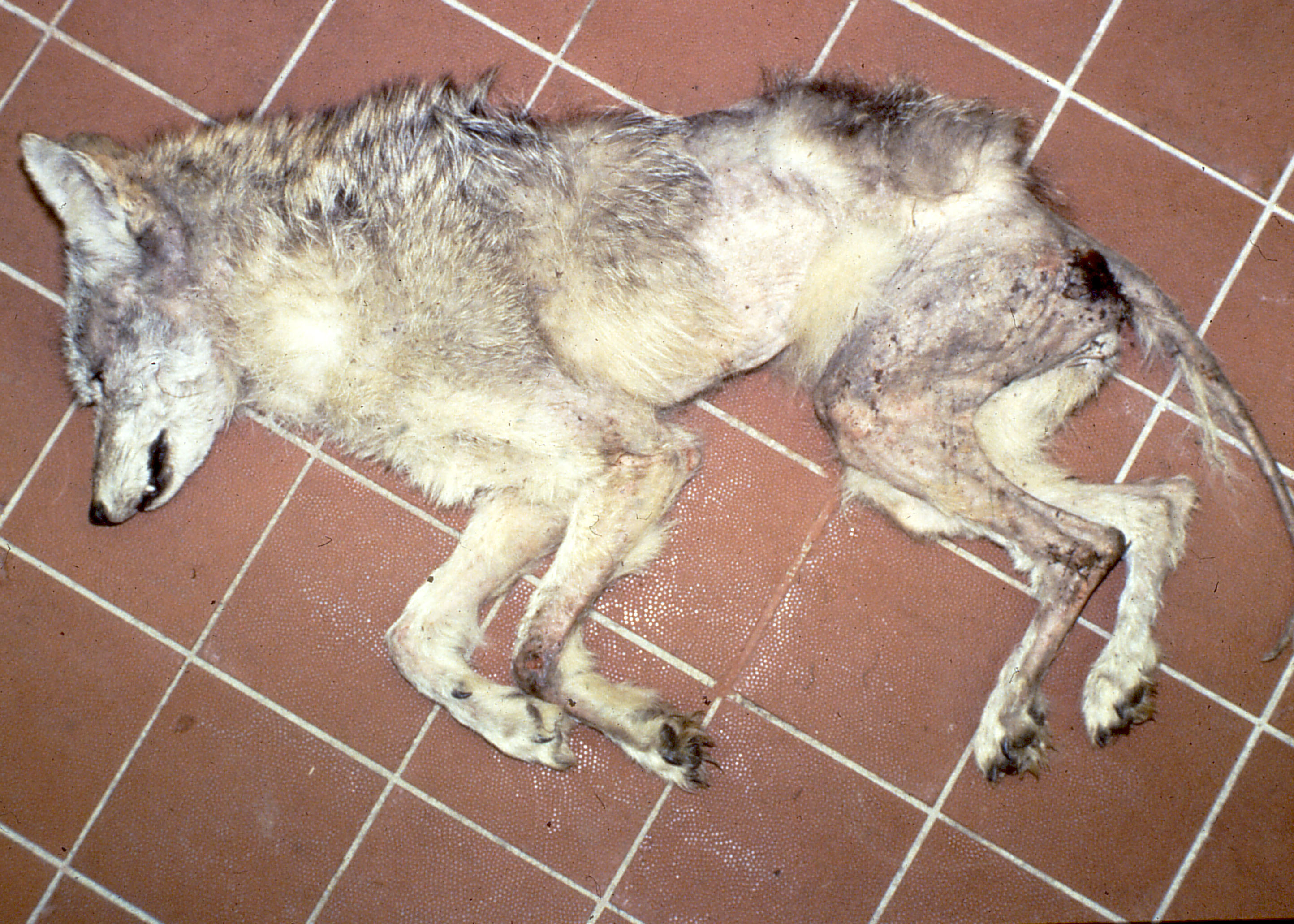 sarcoptic mange in dogs