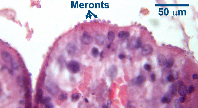 Cryptosporidium species - Learn About Parasites - Western College of ...