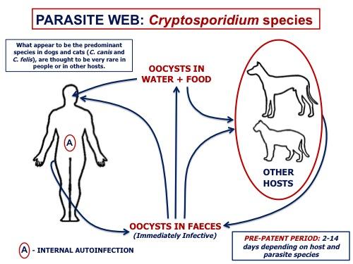 crypto parasite in dogs