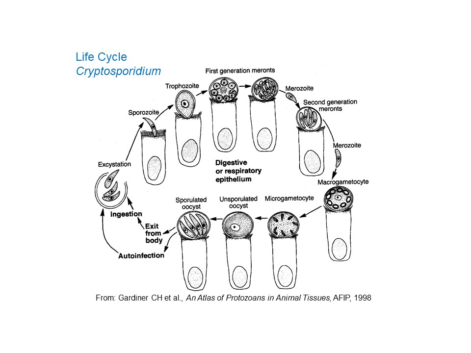 Cryptosporidium species - Learn About Parasites - Western College of ...