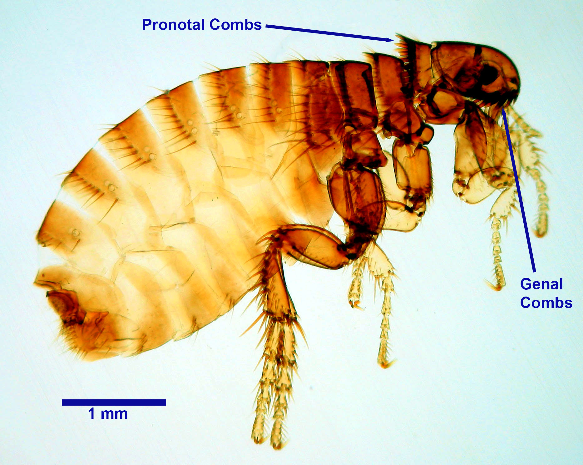 ctenocephalides canis egg