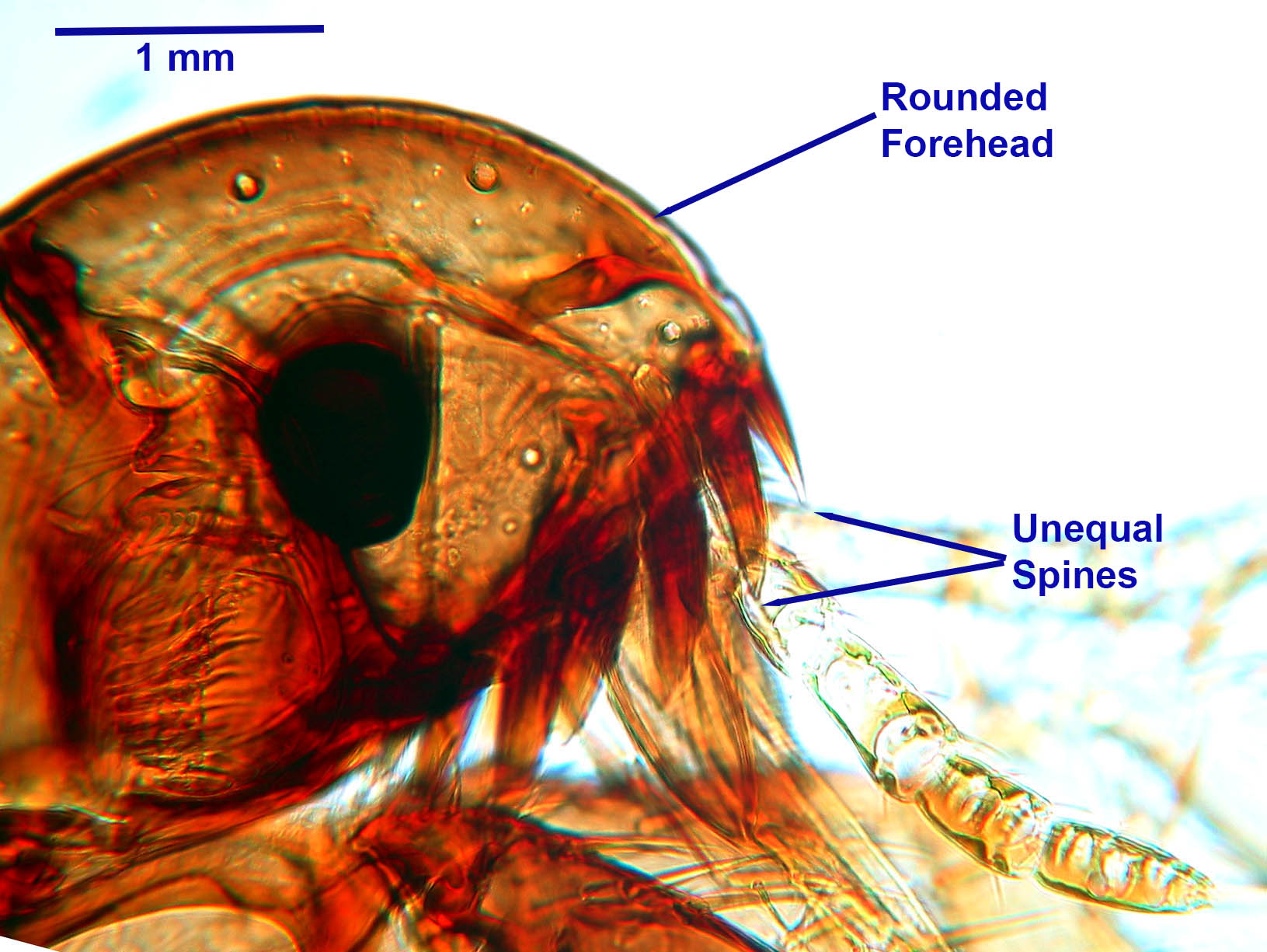 ctenocephalides canis egg