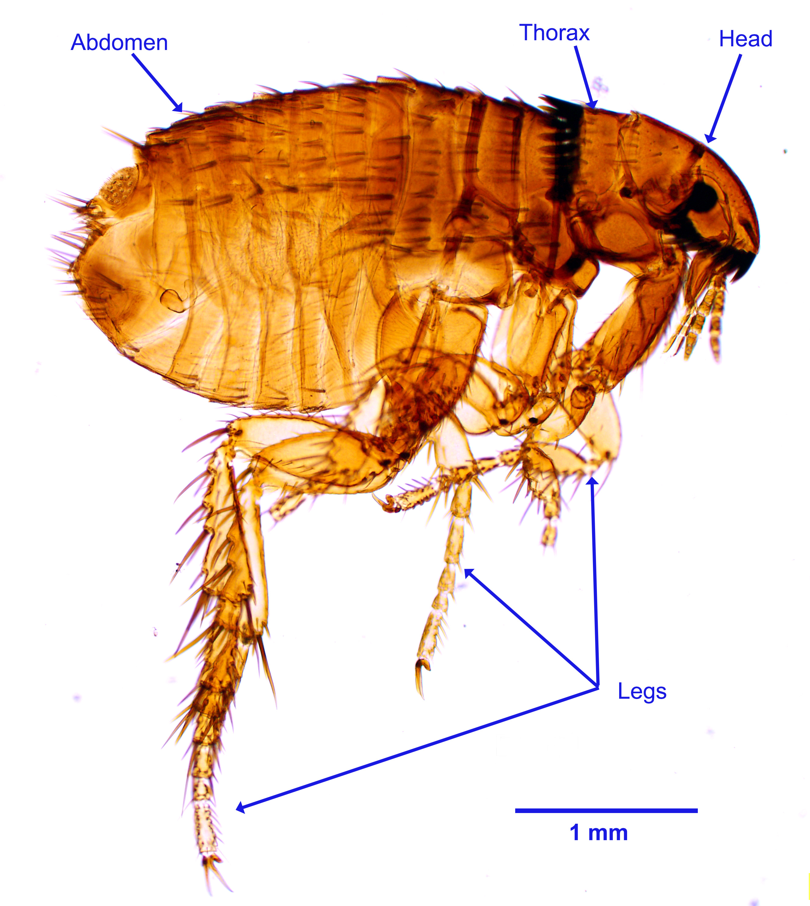 Pulex Irritans Morphology