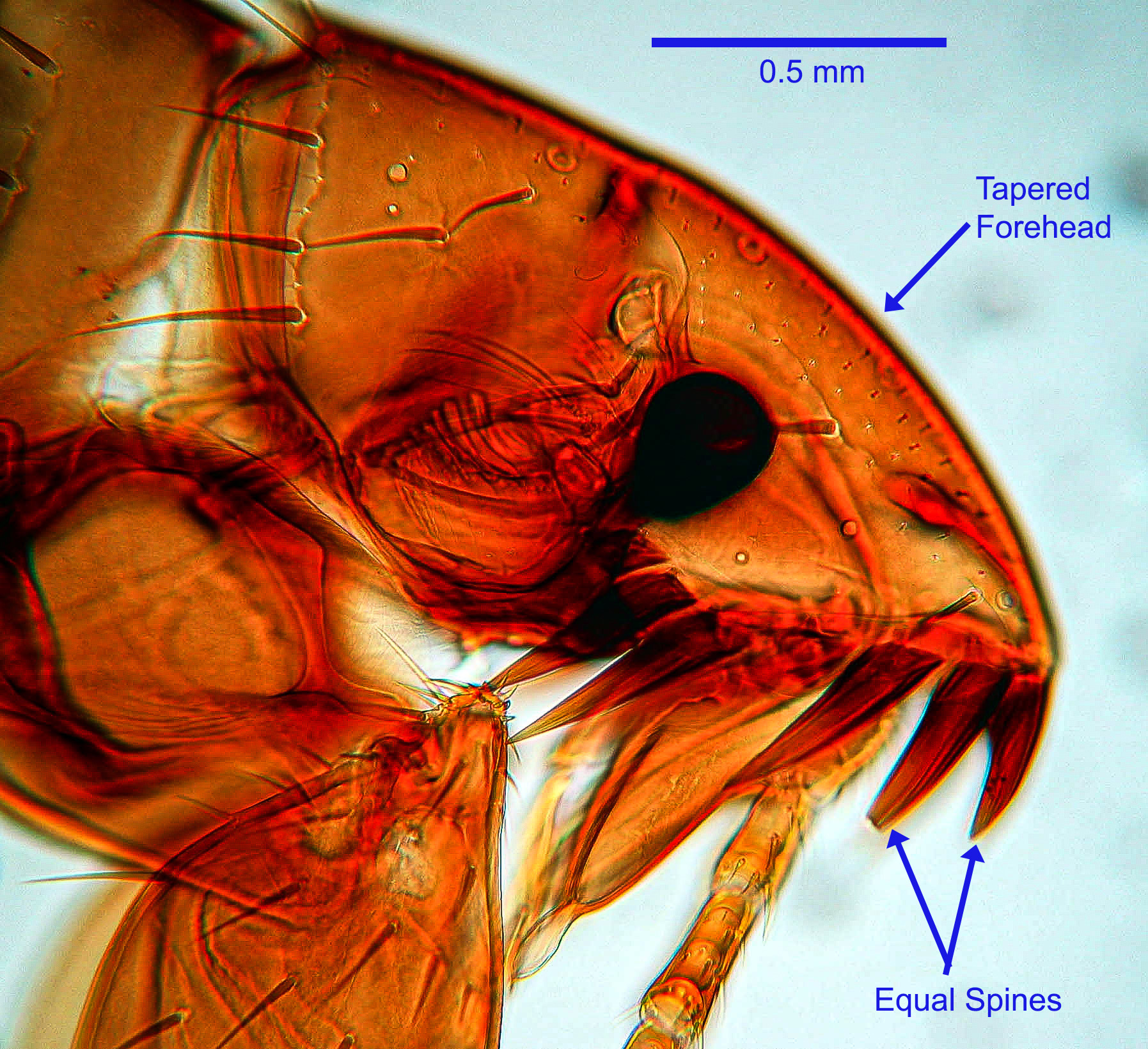 ctenocephalides-felis-combs-2021.jpg