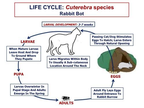 bot fly symptoms in dogs