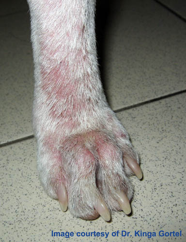 Demodectic mange best sale symptoms in dogs