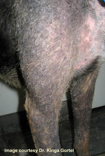 Demodex canis sale in dogs