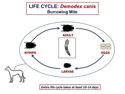 Dermatitis mange outlet treatment