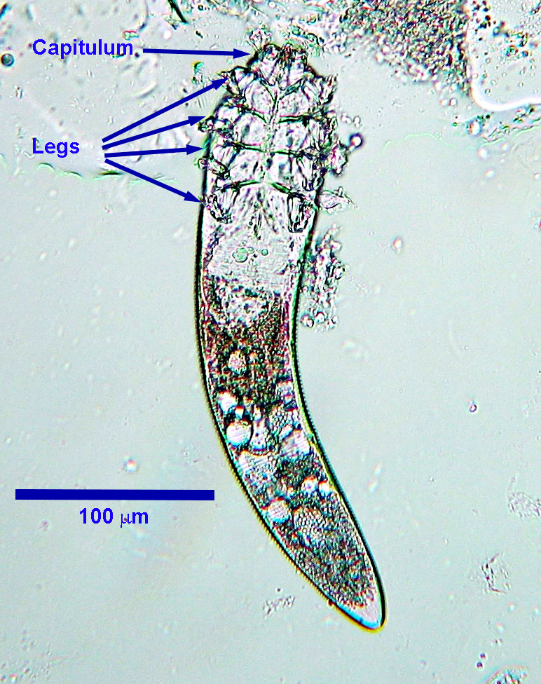 Demodex canis Learn About Parasites Western College of