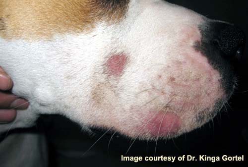 How To Treat Demodex Mites On Dogs How To Treat Demodex Mites On Dogs