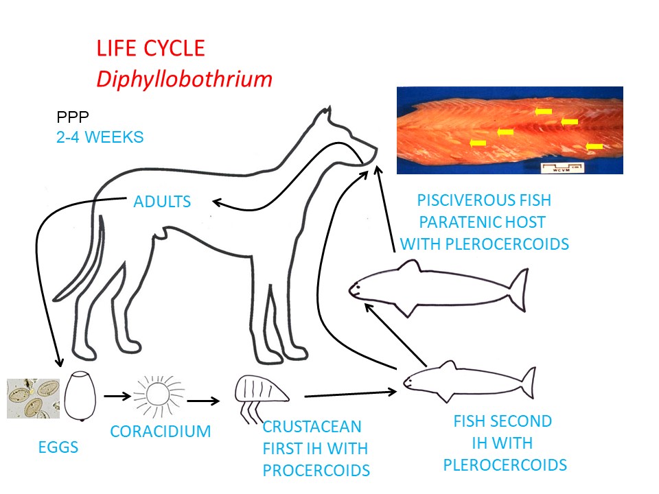 Update on the Human Broad Tapeworm (Genus Diphyllobothrium
