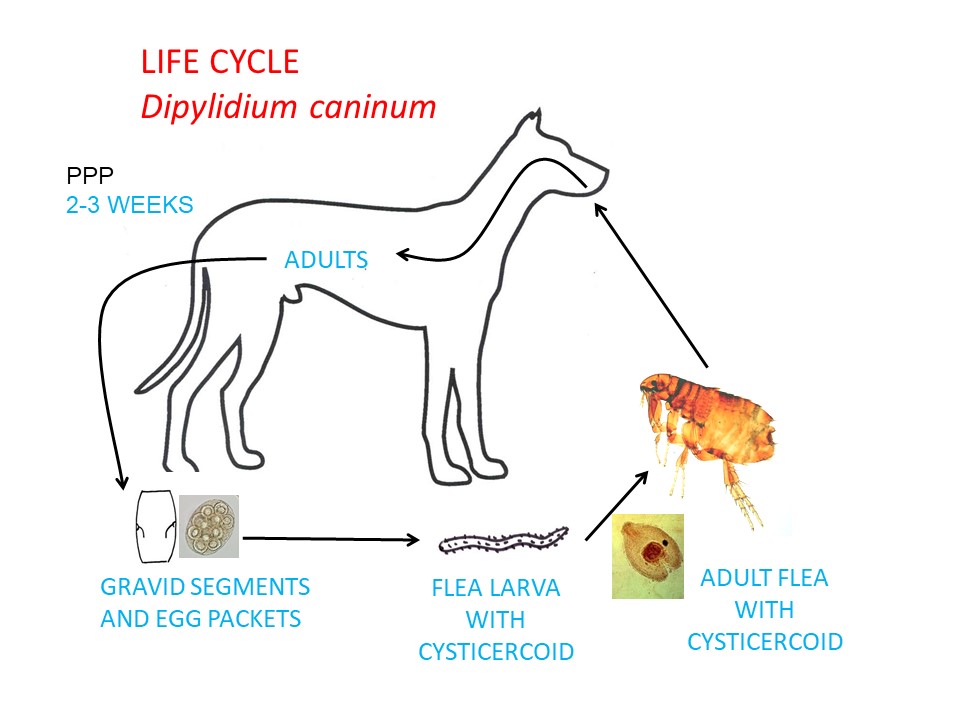 dipylidium scolex