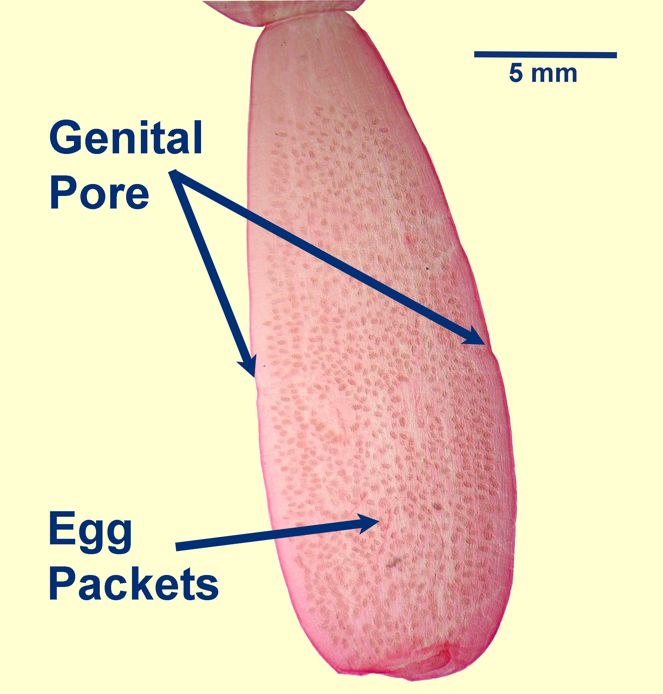 dipylidium-gravid-segment-2021.jpg