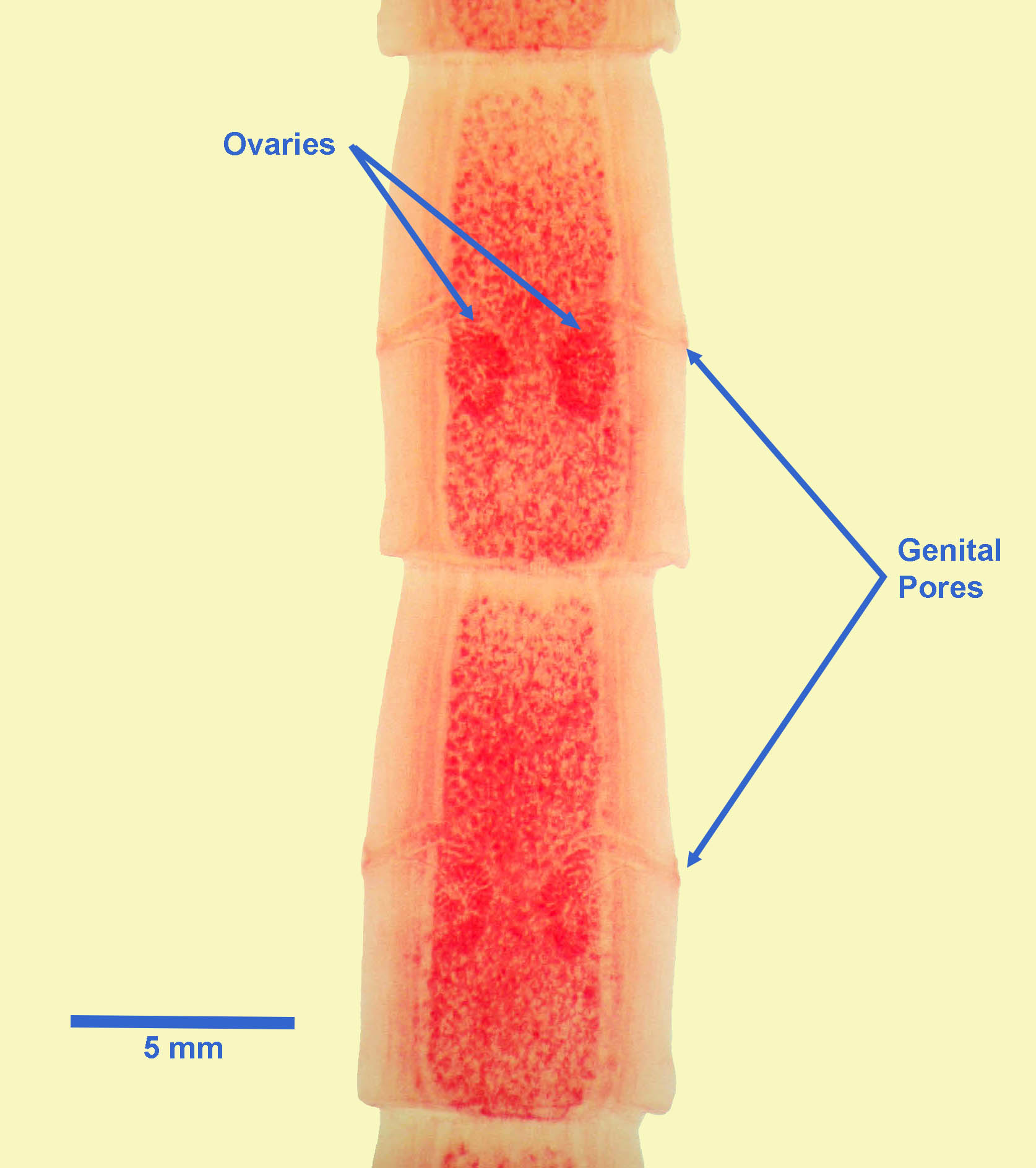 dipylidium scolex