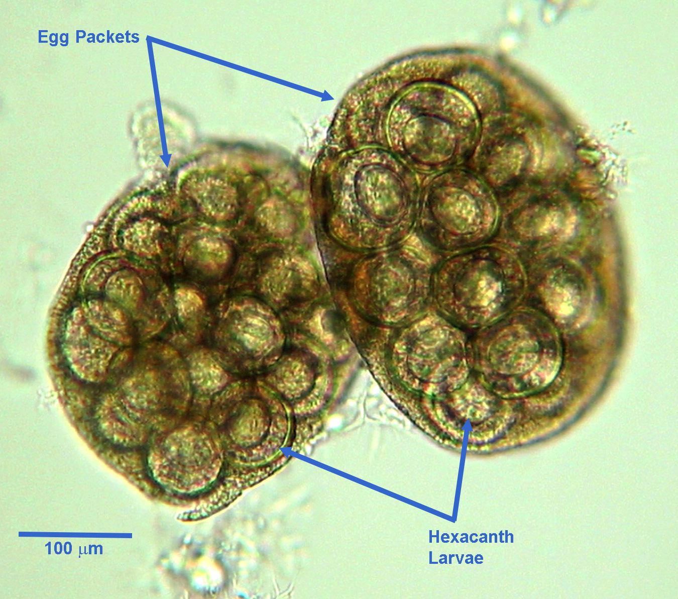 flea tapeworm egg